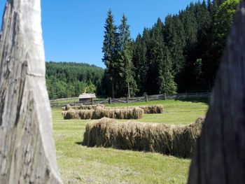 Hay bales on field against trees