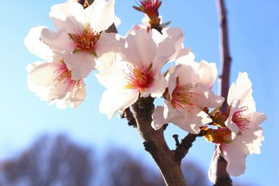 Low angle view of cherry blossom