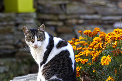 Three color female stray cat looking at the camera, beautiful flowers background