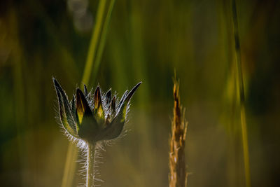 plant