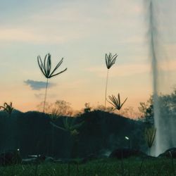 Close-up of plants on field against sky at sunset