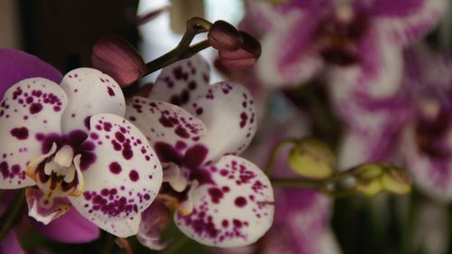 Close-up of flowers