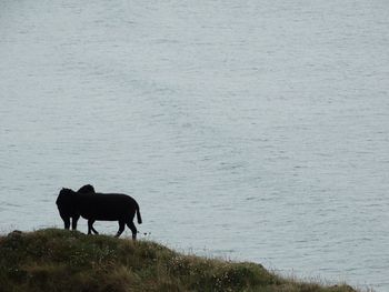 Silhouette horse on shore against sky