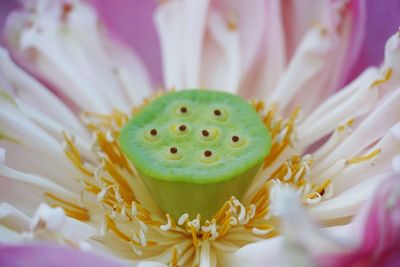 Close-up of pink water lily