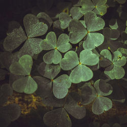 High angle view of raindrops on leaves