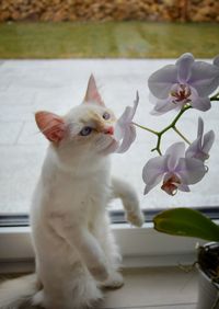 Close-up of cat sitting on white flower