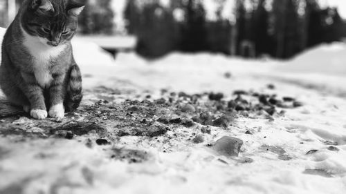 Close-up of cat on snow