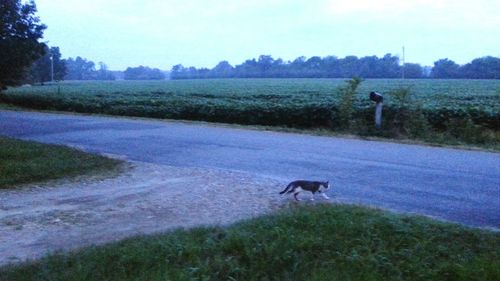 Dog standing on grassy field