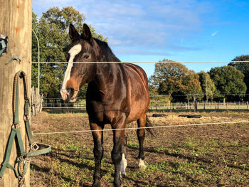 Horse standing in ranch against sky