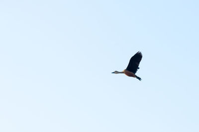 Low angle view of bird flying