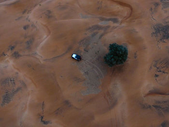 Drone photo of an off-road vehicle near a trea on a desert in the united arab emirates.