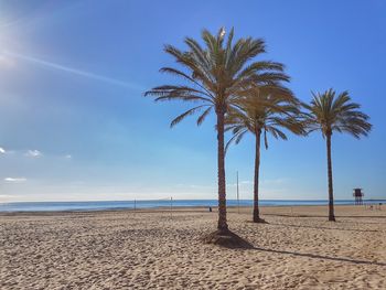 Palm trees on beach against sky