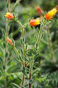 Close-up of flowers blooming outdoors