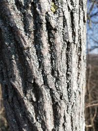 Full frame shot of tree trunk