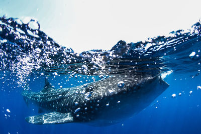 Shark swimming in sea