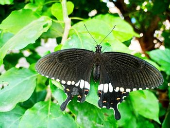 Close-up of butterfly on leaf