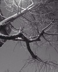 Bare trees against sky