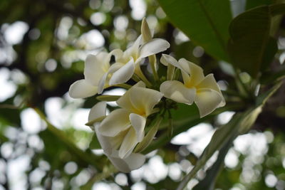 Close-up of flowers blooming on tree