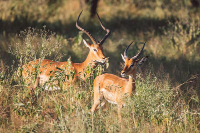 Deer standing on field