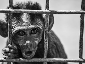 Portrait of infant monkey in cage at zoo