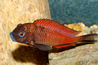 Close-up of fish on rock in sea