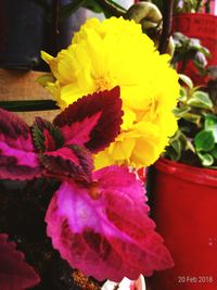 Close-up of yellow flowers