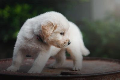 Close-up of a dog