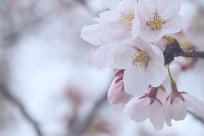 Close-up of pink cherry blossoms