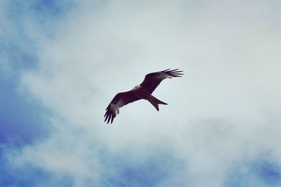 Low angle view of eagle flying against sky