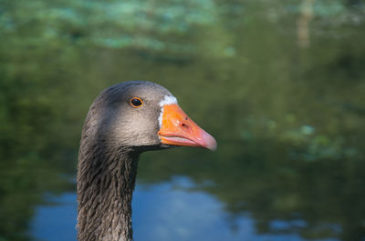 Close-up of a bird