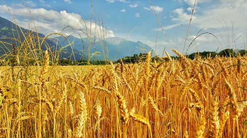 Close-up of wheat field against sky