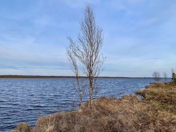 Bare tree by lake against sky