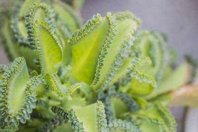 Close-up of succulent plant