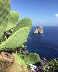 Cactus growing by sea against sky