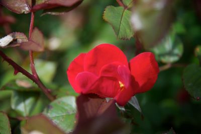 Close-up of red flowering plant