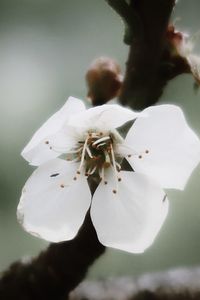 Close-up of white flower