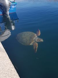 High angle view of turtle swimming in sea