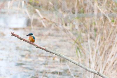 Bird perching on branch