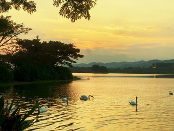Ducks swimming in lake at sunset