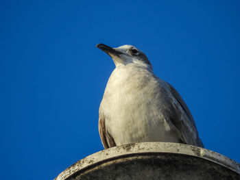 Low angle view of bird perching against clear blue sky