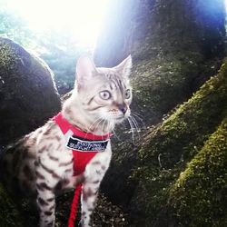 Portrait of cat