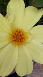 Close-up of white flower