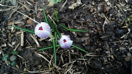 Close-up of purple flowers blooming in field