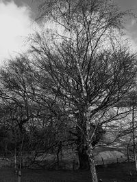 Bare tree against sky