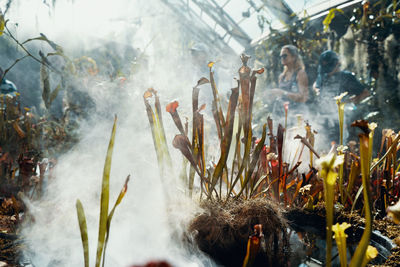 Close-up of plants during winter