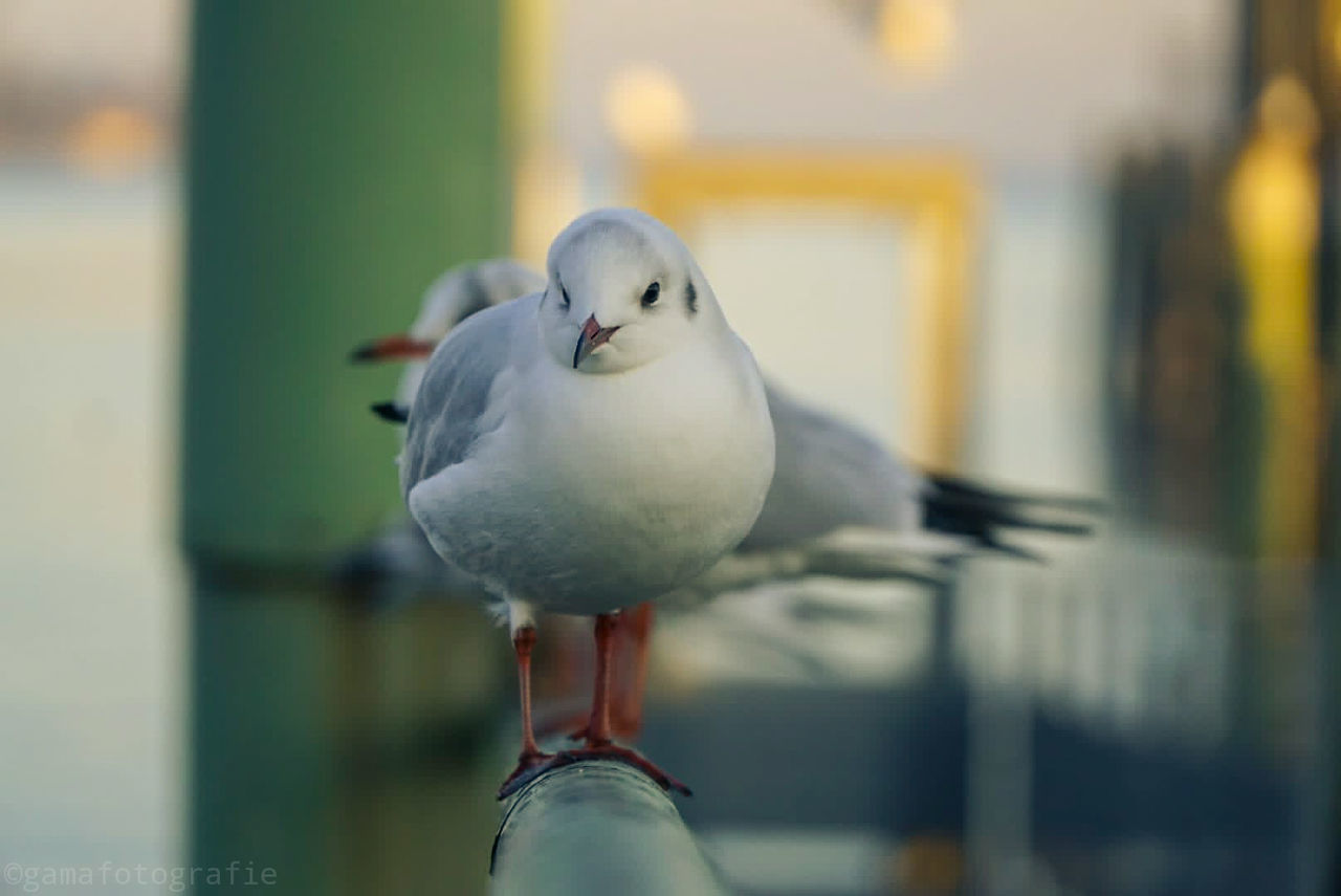 bird, vertebrate, animal wildlife, one animal, focus on foreground, animals in the wild, seagull, close-up, perching, no people, day, outdoors, nature, full length, water, selective focus, beak