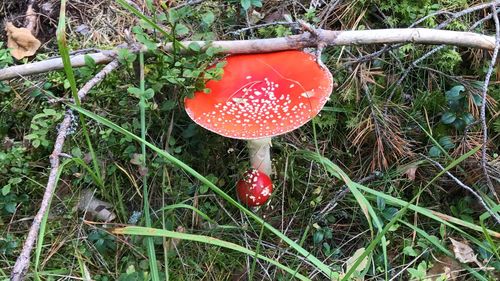 Close-up of fly agaric mushroom