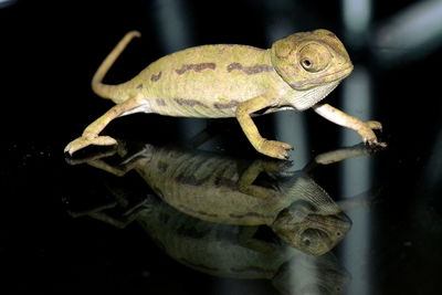 Close-up of lizard