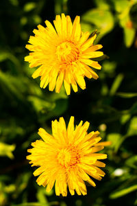 Close-up of yellow flowering plant