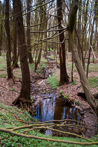 Bare trees in forest